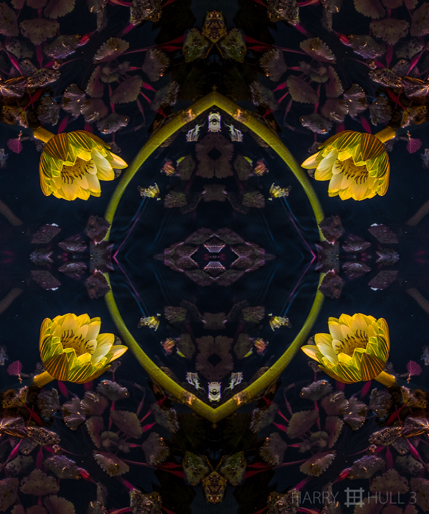 Lily light (Mandala-HH3-140605-2426F-Edit)