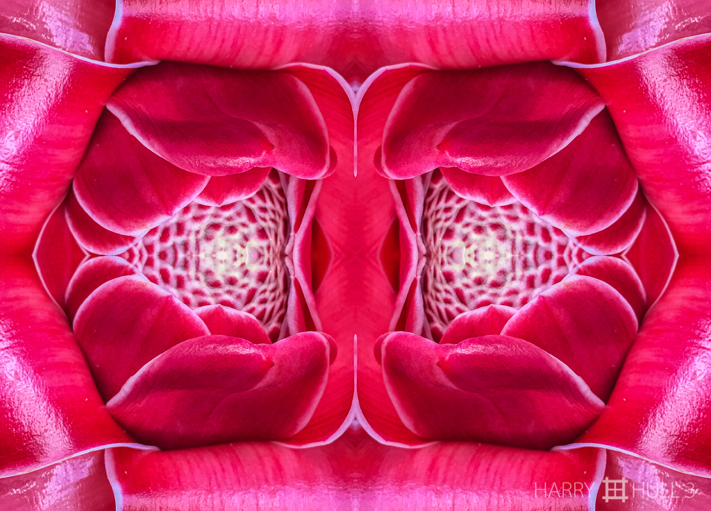 Hot ginger (Mandala-HH3_160122_3488i-Edit)