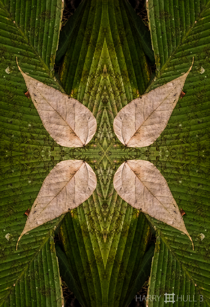 Nature morte: Leaf Lament (Mandala-HH3_160208_7131F-Edit)
