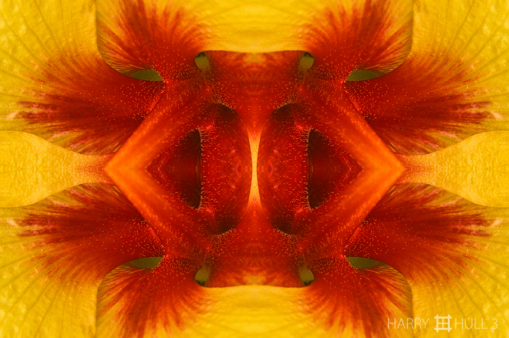 Say "ahh" (Mandala-SFConservFlwrs023-Edit)