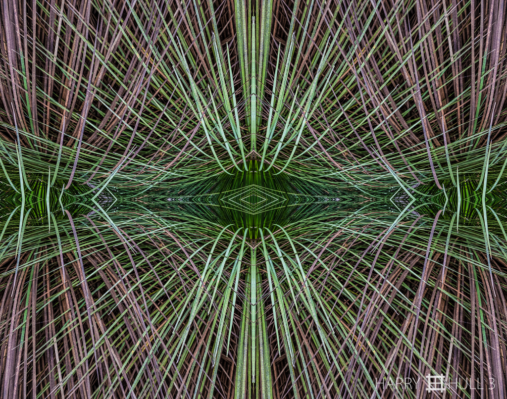 "The force that through the green fuse..." (Mandala-HH3_160415_7829F-Edit-2)