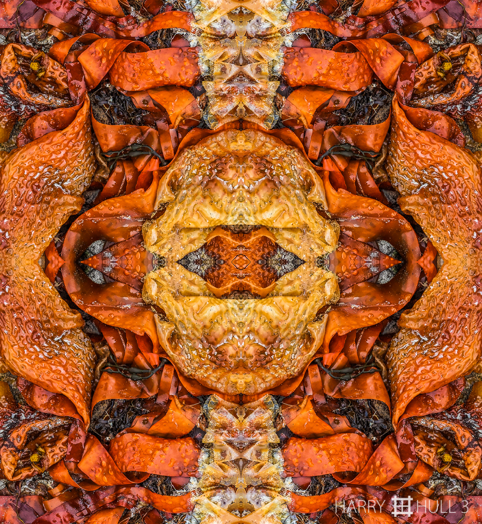 Beach bonanza (Mandala-HH3_150728_2998i-Edit)