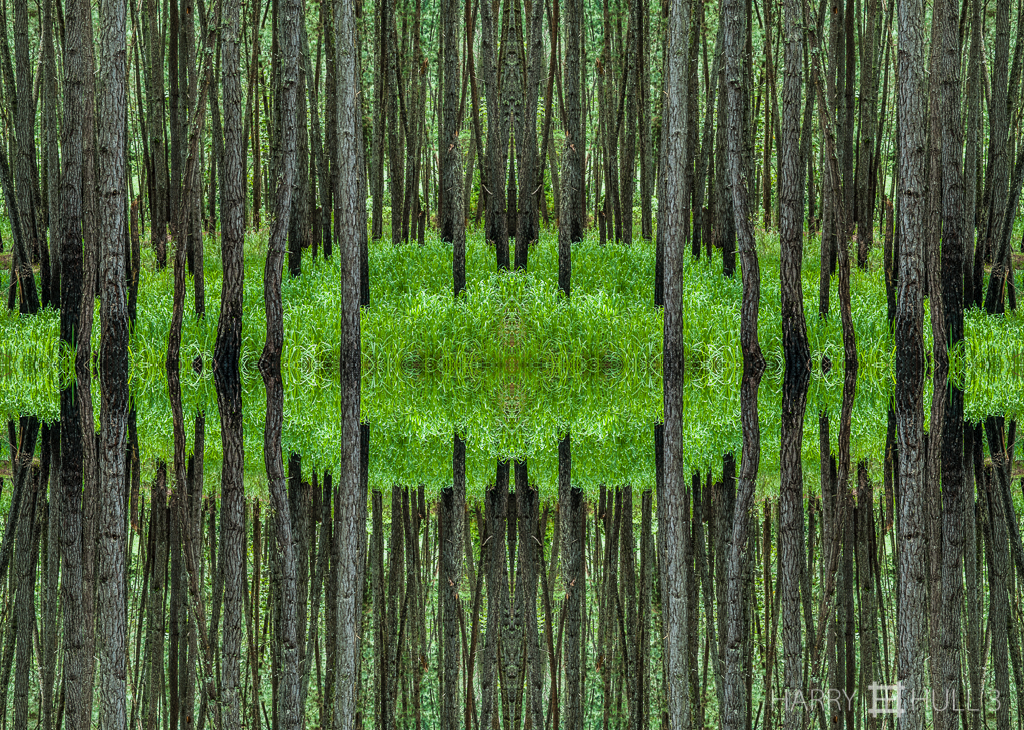 Forest space (Mandala-HH3_080725_0129-Edit)