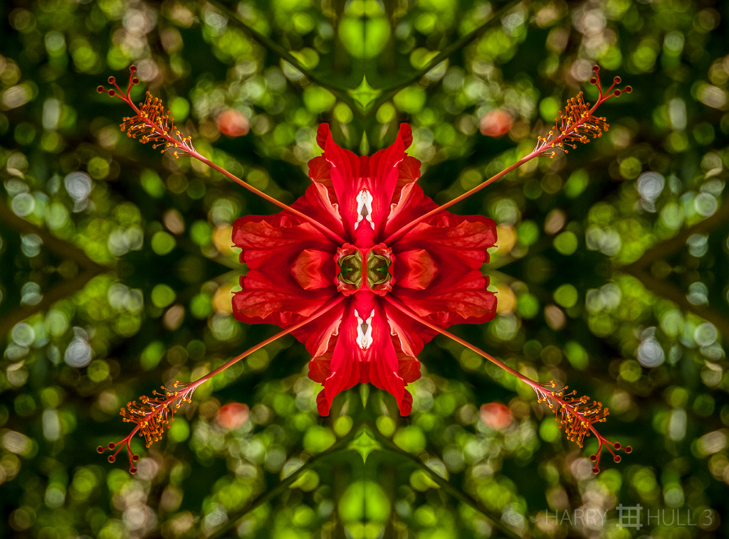 Eyes of the flower (Mandala-HH3_100125_5058-Edit)