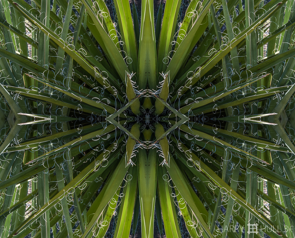 Hairy leaves (mandala-hh3_160911_0059f-edit)