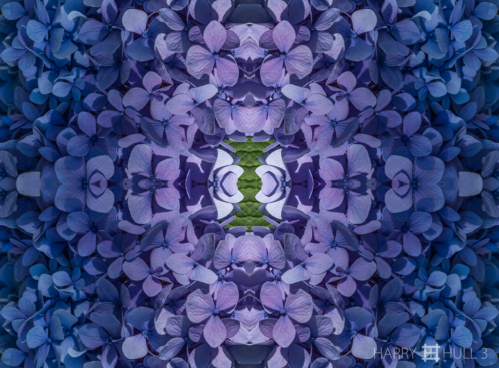 Petal congregation (mandala-hh3_160916_0187f-edit-2)