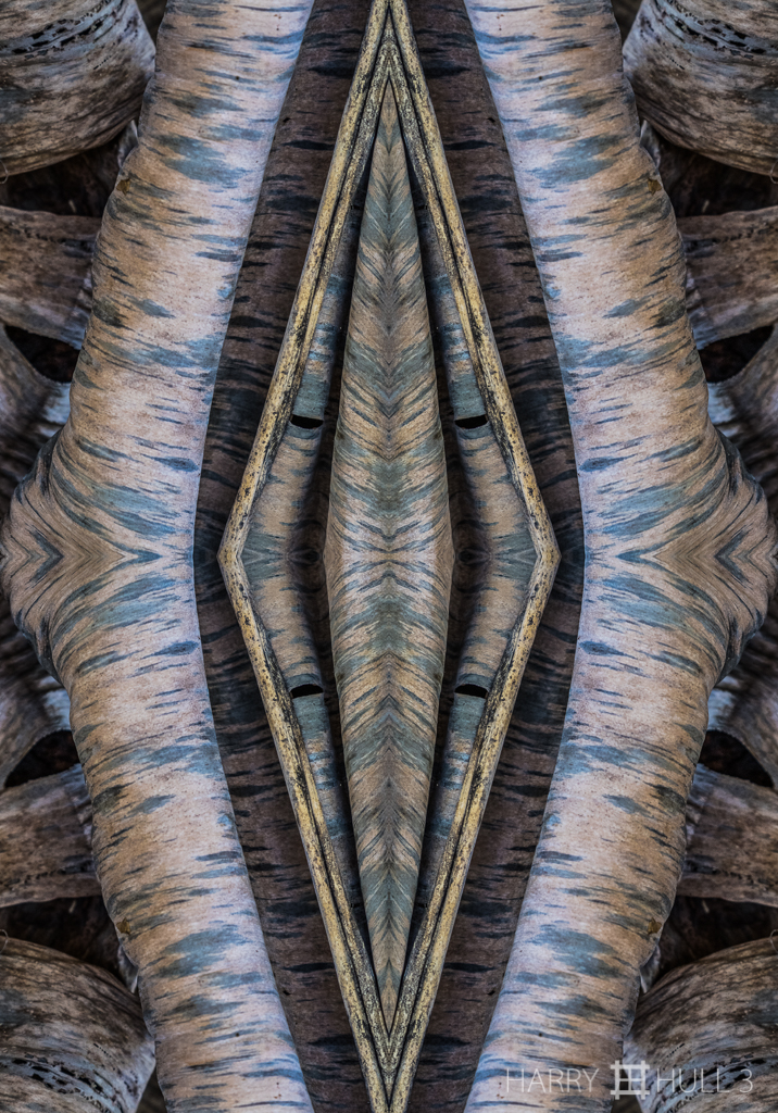 Folding fronds (mandala-hh3_161025_0560f-edit)