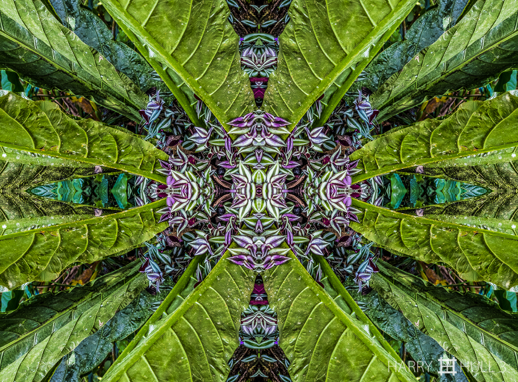 Leaf burst (mandala-hh3_161214_0838f-edit)