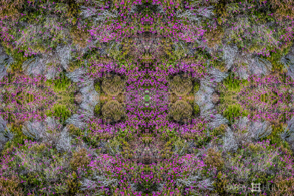 Orkney heath (mandala-hh3-150724-5972f-edit)