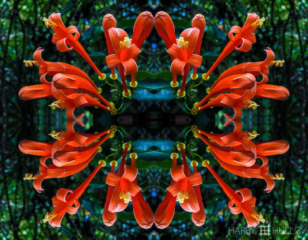 Flower flames (mandala-hh3_160126_3549i-edit)