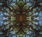 Mandala-HH3_250425_1001164Q-Edit